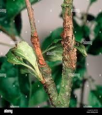 Attēlu rezultāti vaicājumam “Nectria sp., Neonectria sp.”