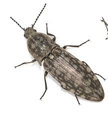 Attēlu rezultāti vaicājumam “Actenicerus sjaelandicus”