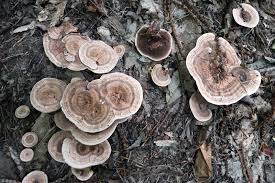 Attēlu rezultāti vaicājumam “Didymium xanthopus”