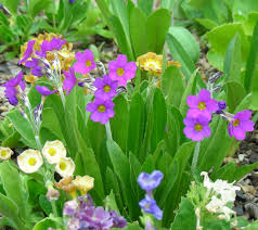 Attēlu rezultāti vaicājumam “Primula veris var. rubra”