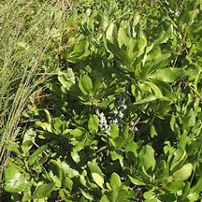 Attēlu rezultāti vaicājumam “Bayeriola thymicola”