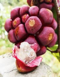 Attēlu rezultāti vaicājumam “Carex appropinquata fruit”