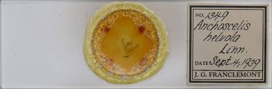 Attēlu rezultāti vaicājumam “Agrochola helvola”