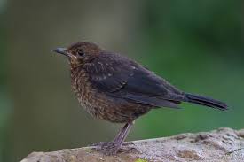 Attēlu rezultāti vaicājumam “Turdus merula juvenile”