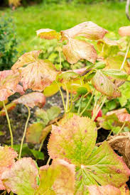 Attēlu rezultāti vaicājumam “Podophyllum hexandrum fruit”