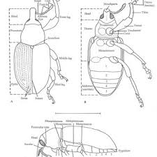 Attēlu rezultāti vaicājumam “Curculionidae”