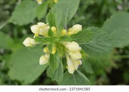 Attēlu rezultāti vaicājumam “Galeopsis speciosa”