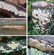 Attēlu rezultāti vaicājumam “Antrodia mellita”