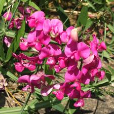 Attēlu rezultāti vaicājumam “Lathyrus latifolius”