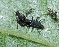 Attēlu rezultāti vaicājumam “Adalia bipunctata larva”