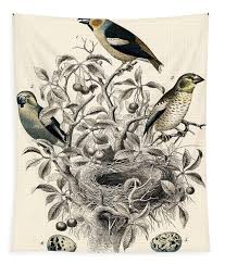 Attēlu rezultāti vaicājumam “Coccothraustes coccothraustes”