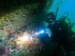 Image result for Jersey Sub Aqua Club