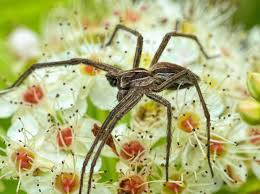 Attēlu rezultāti vaicājumam “Pisaura mirabilis male”