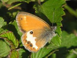 Attēlu rezultāti vaicājumam “Coenonympha arcania underside”