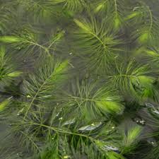 Attēlu rezultāti vaicājumam “Ceratophyllum demersum leaf”