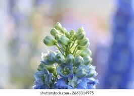 Image result for Consolida ajacis oder Consolida regalis