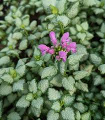 Attēlu rezultāti vaicājumam “Lamium maculatum flower”