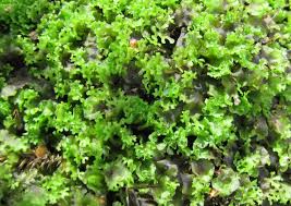 Attēlu rezultāti vaicājumam “Pellia endiviifolia”