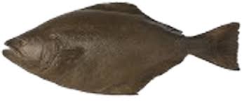 Image result for Hippoglossus hippoglossus