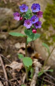 Attēlu rezultāti vaicājumam “Pulmonaria obscura leaf”