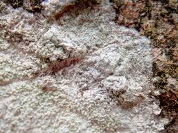 Attēlu rezultāti vaicājumam “Phlyctis agelaea”