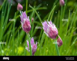 Attēlu rezultāti vaicājumam “Allium schoenoprasum bud”