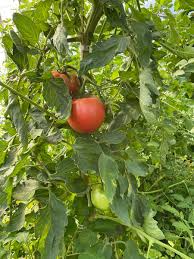 Afbeeldingsresultaat voor kosmonaut volkov 68D tomato