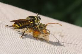 Attēlu rezultāti vaicājumam “Choerades sp.”