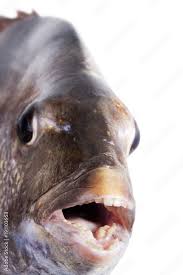 Image result for Archosargus probatocephalus