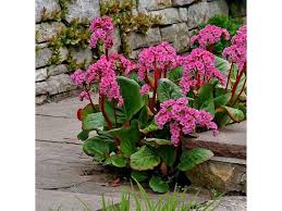 Attēlu rezultāti vaicājumam “Bergenia crassifolia”