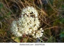 Attēlu rezultāti vaicājumam “Hylotelephium maximum flower”