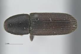 Attēlu rezultāti vaicājumam “Scolytidae”