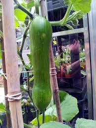 Image result for tromboncino