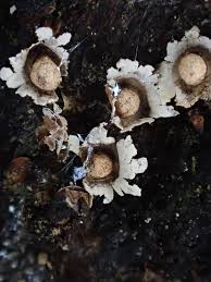 Attēlu rezultāti vaicājumam “Diderma testaceum spores”