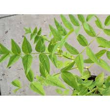 Attēlu rezultāti vaicājumam “Galega orientalis leaf”