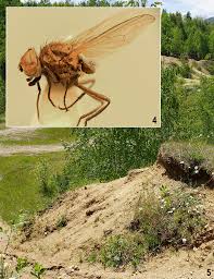 Attēlu rezultāti vaicājumam “Tetanops myopina”