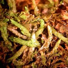 Attēlu rezultāti vaicājumam “Myurella julacea”