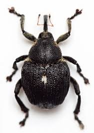 Attēlu rezultāti vaicājumam “Mononychus punctumalbum”