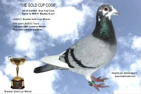 Image result for Abbeyton & Broomfield Racing Pigeons