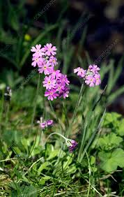 Attēlu rezultāti vaicājumam “Primula farinosa flower”