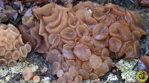 Attēlu rezultāti vaicājumam “Neobulgaria pura”