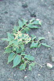 Attēlu rezultāti vaicājumam “Phellodendron amurense flower”