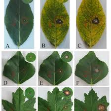 Attēlu rezultāti vaicājumam “Populus laurifolia”