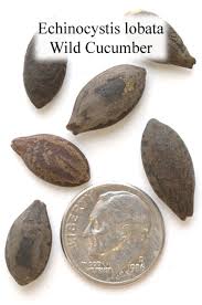 Attēlu rezultāti vaicājumam “Echinocystis lobata leaf”