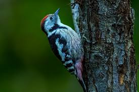 Attēlu rezultāti vaicājumam “Dendrocopos medius”