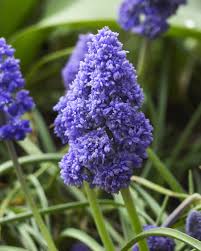 Attēlu rezultāti vaicājumam “Muscari armeniacum flower”