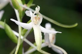 Attēlu rezultāti vaicājumam “Platanthera bifolia flower”