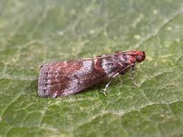 Attēlu rezultāti vaicājumam “Acrobasis advenella”