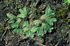 Attēlu rezultāti vaicājumam “Riccia sorocarpa”