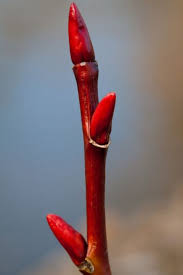 Attēlu rezultāti vaicājumam “Salix daphnoides subsp. acutifolia bud”